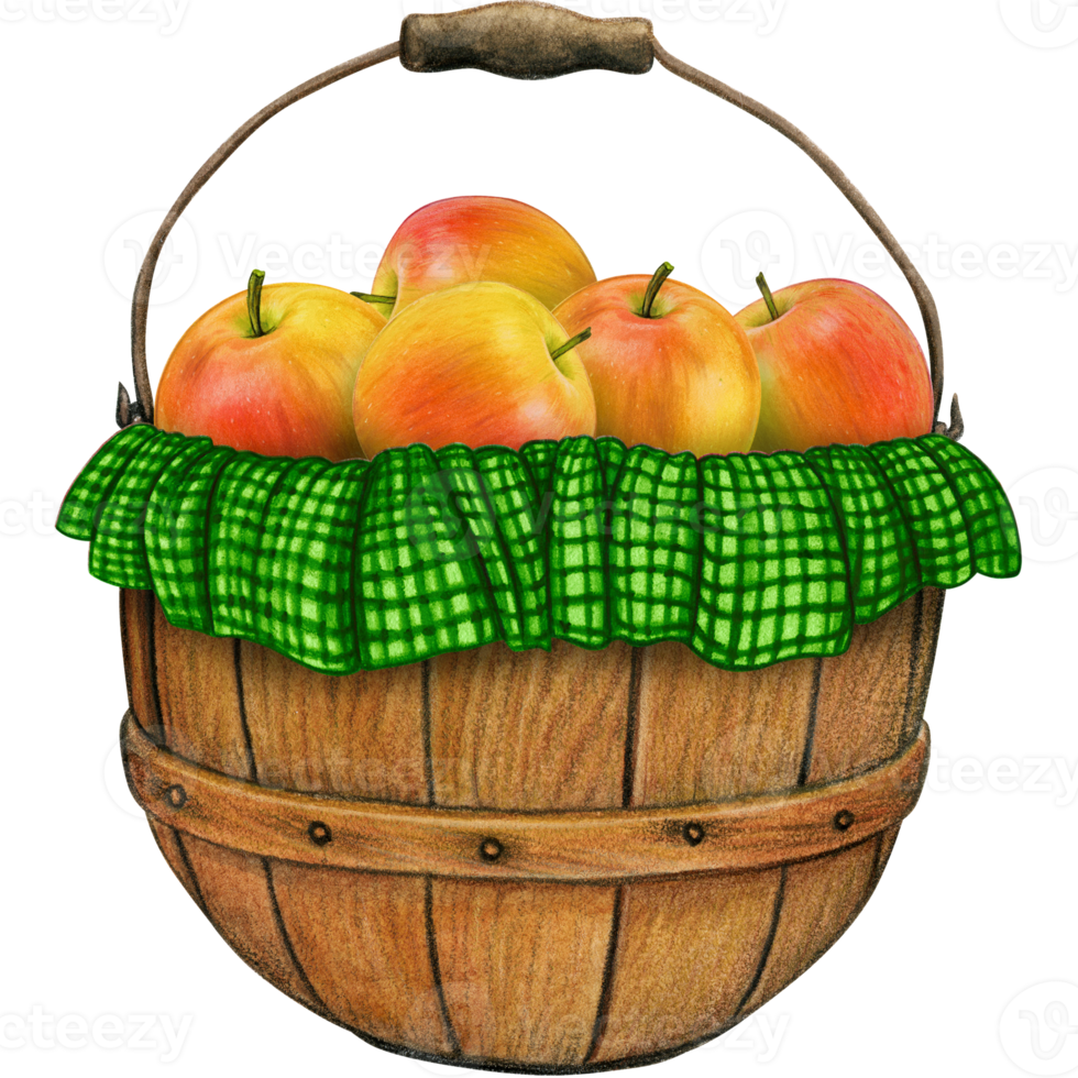 watercolor hand drawn realistic apples png