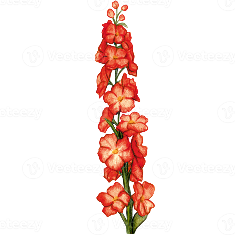 watercolor hand drawn delphinium flower branch png