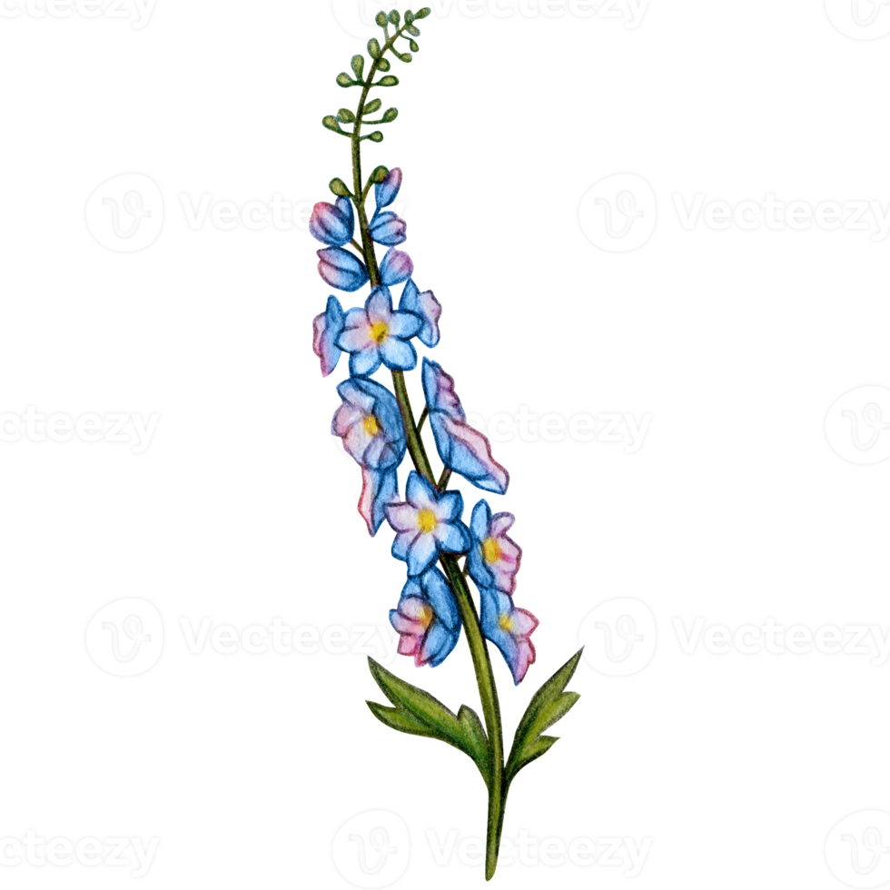 watercolor hand drawn delphinium flower branch png