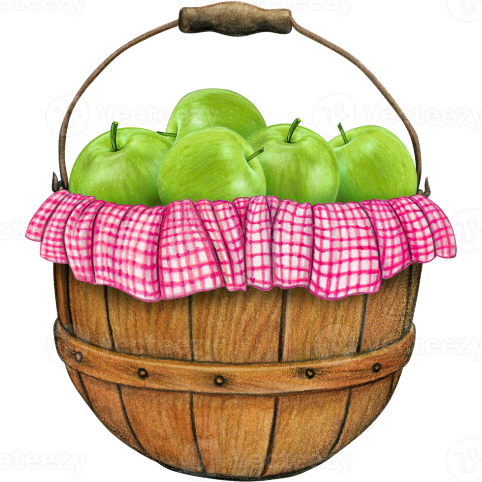 watercolor hand drawn realistic apples png