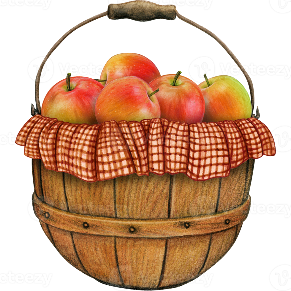 watercolor hand drawn realistic apples png