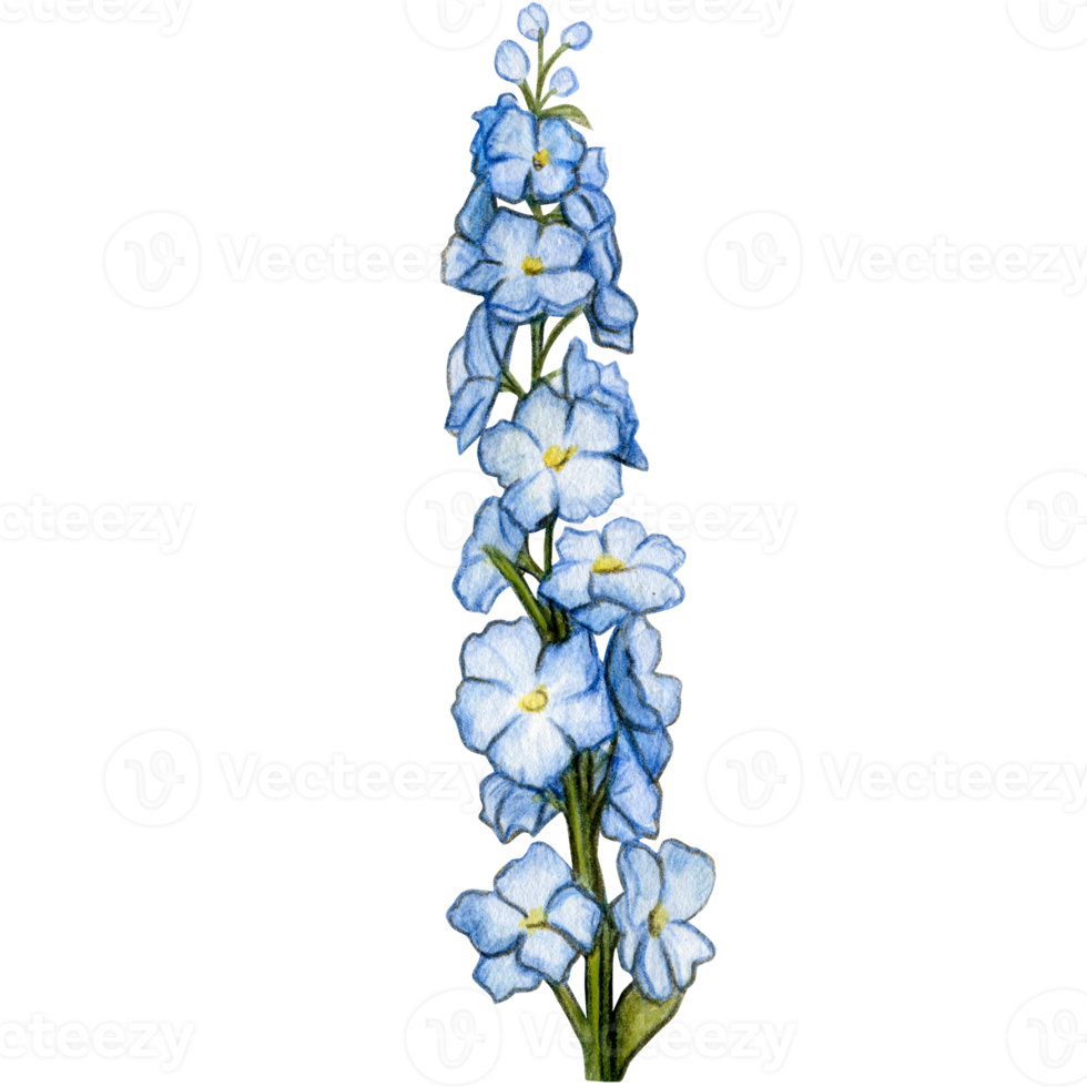 watercolor hand drawn delphinium flower branch png