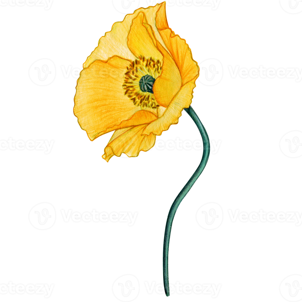 watercolor hand drawn pastel poppy flower png