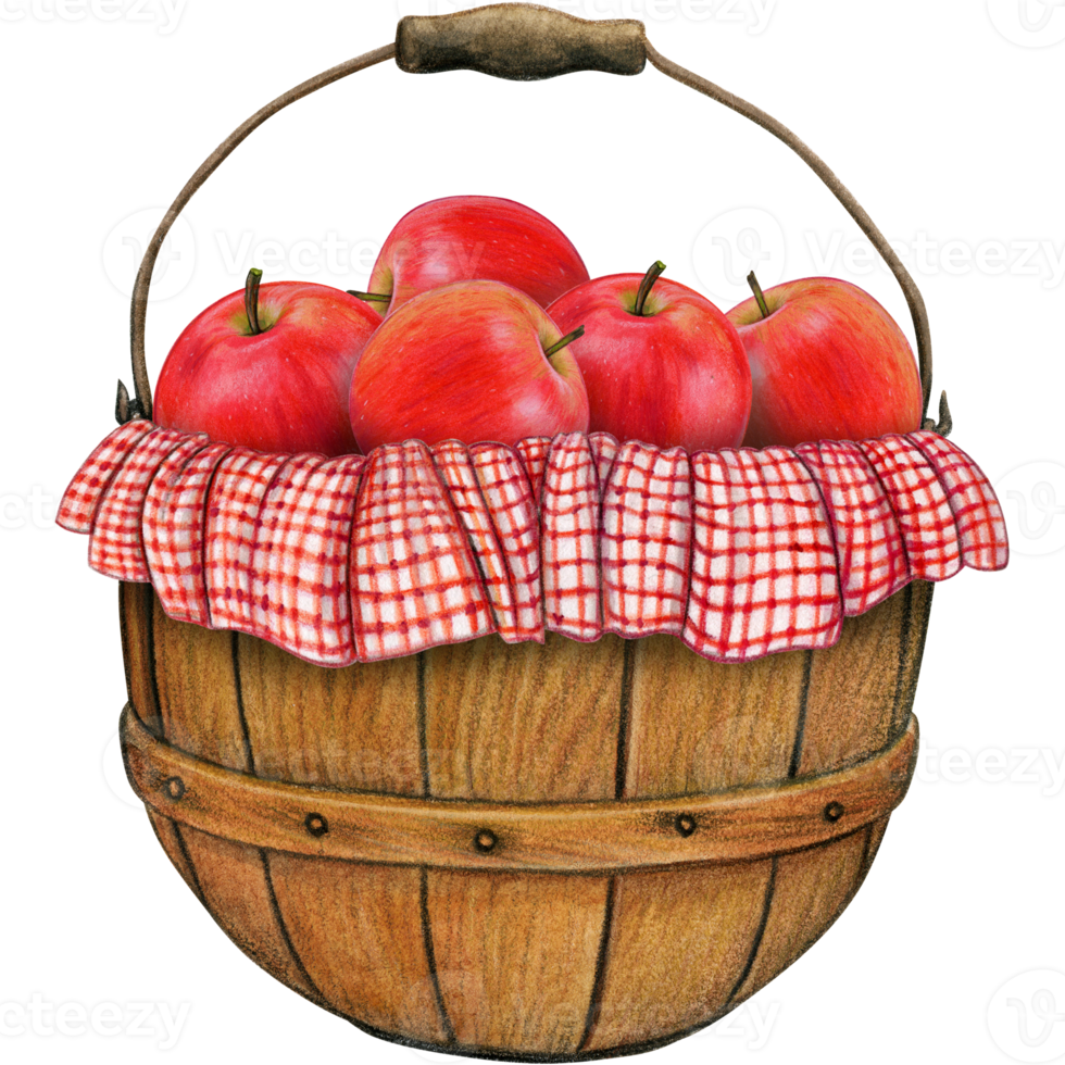 watercolor hand drawn realistic apples png