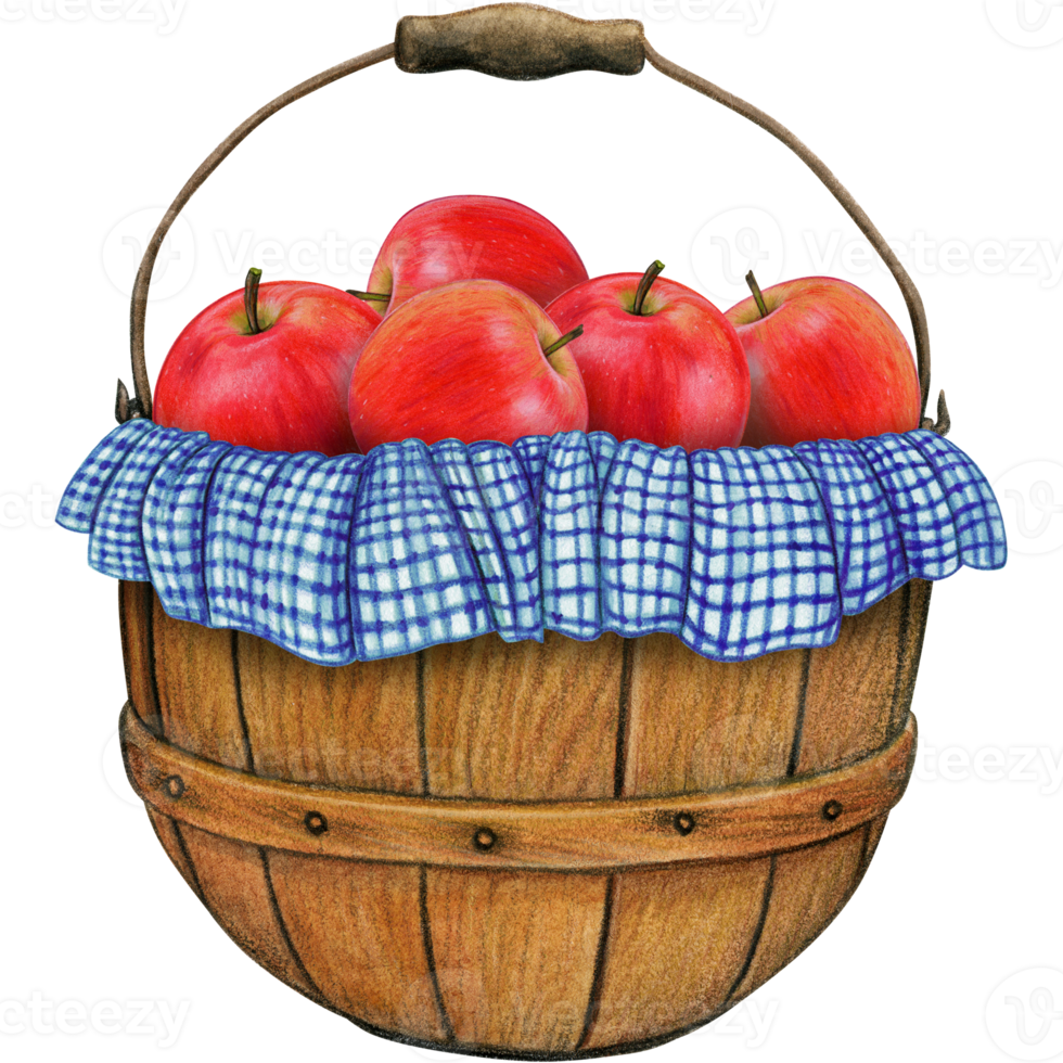 watercolor hand drawn realistic apples png