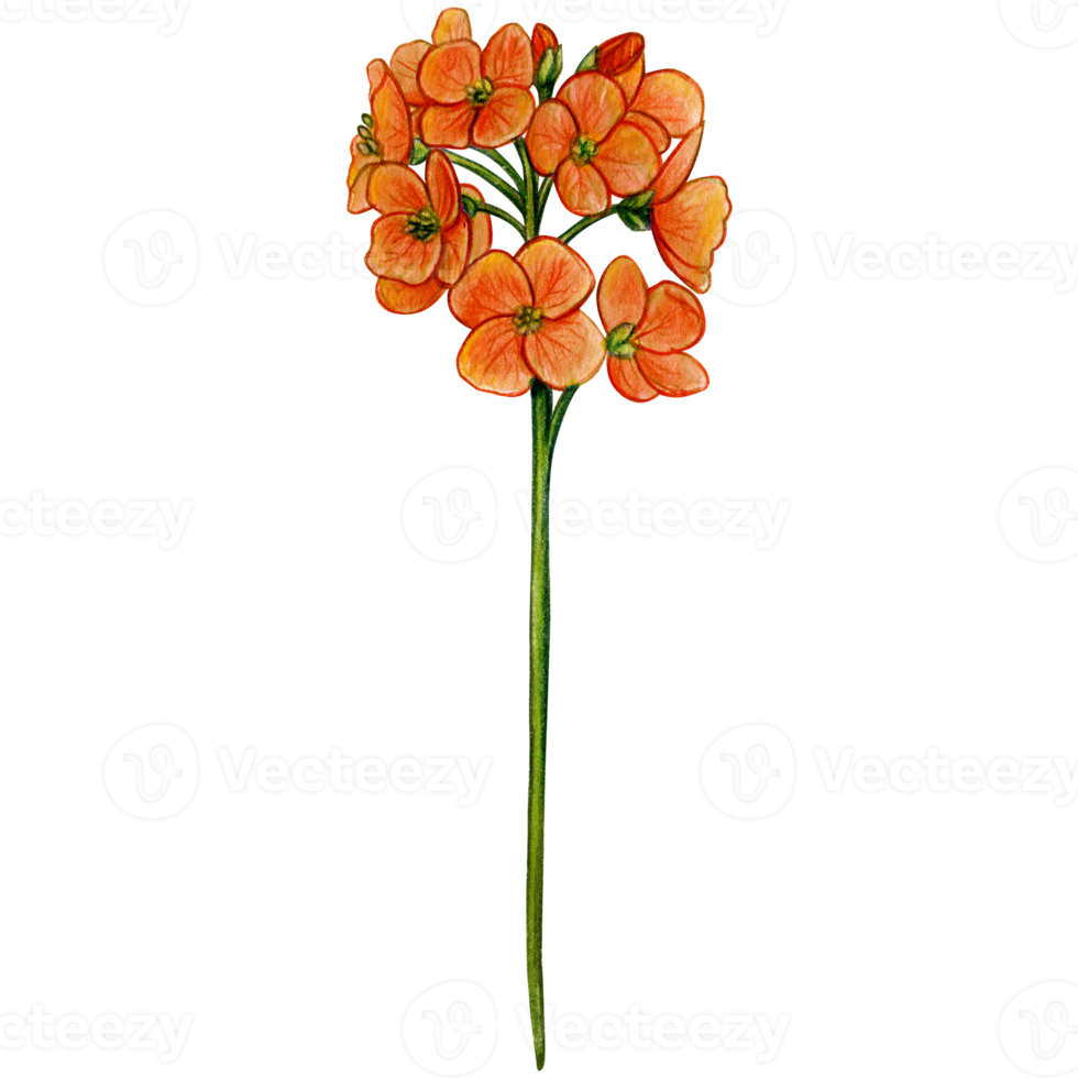 waterverf hand- getrokken chuckoo bloem png