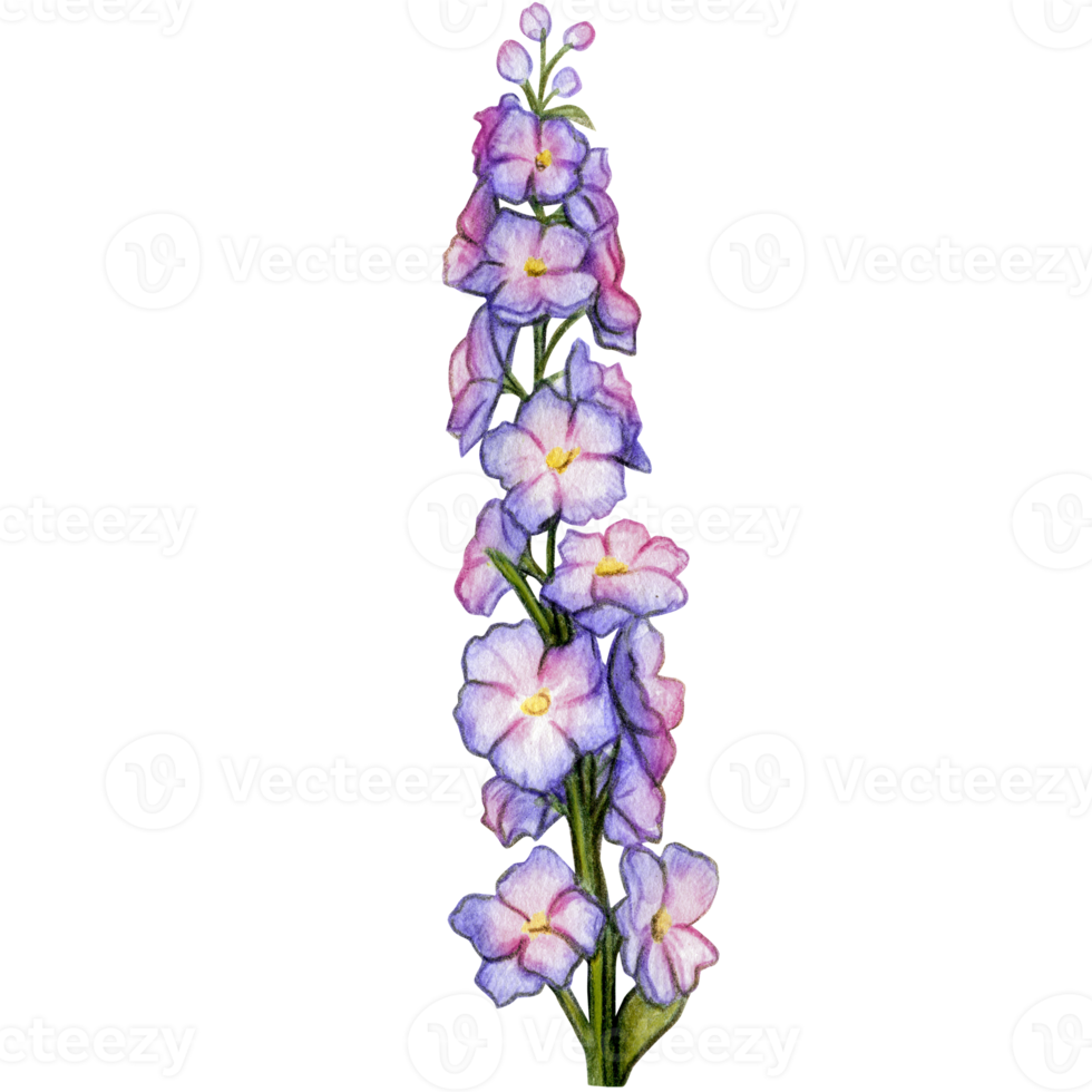watercolor hand drawn delphinium flower branch png