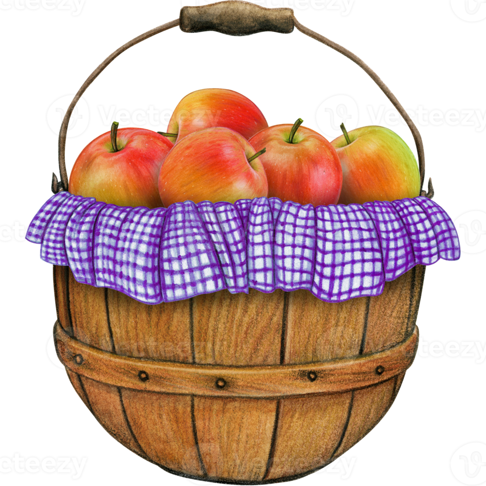 watercolor hand drawn realistic apples png