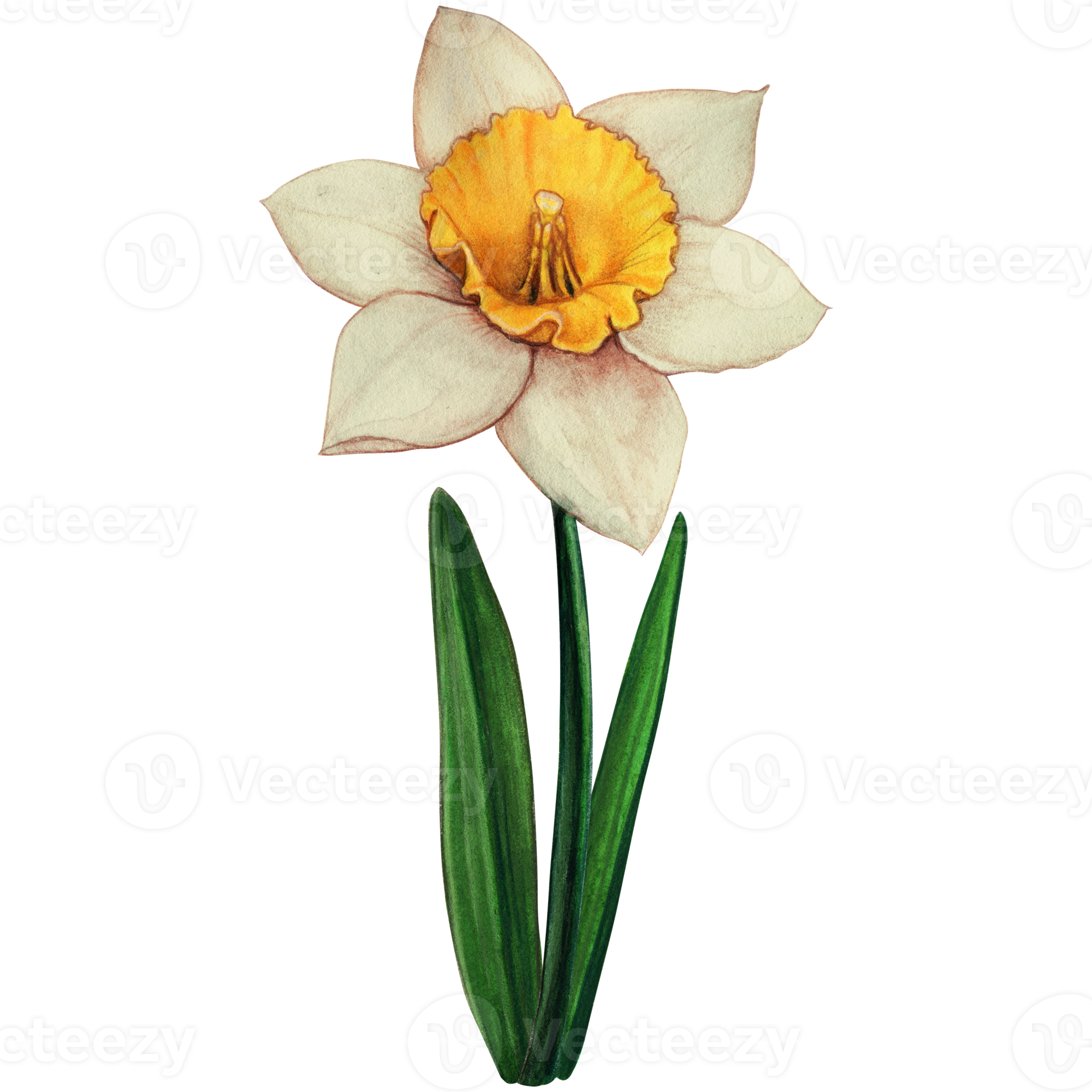 Watercolor hand drawn yellow daffodil flower 21383821 PNG