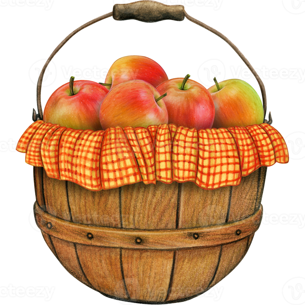 watercolor hand drawn realistic apples png