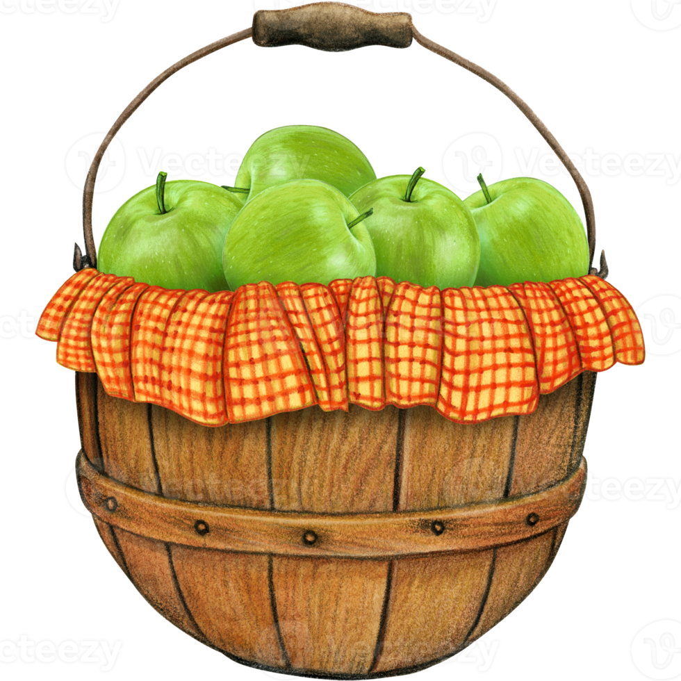 watercolor hand drawn realistic apples png