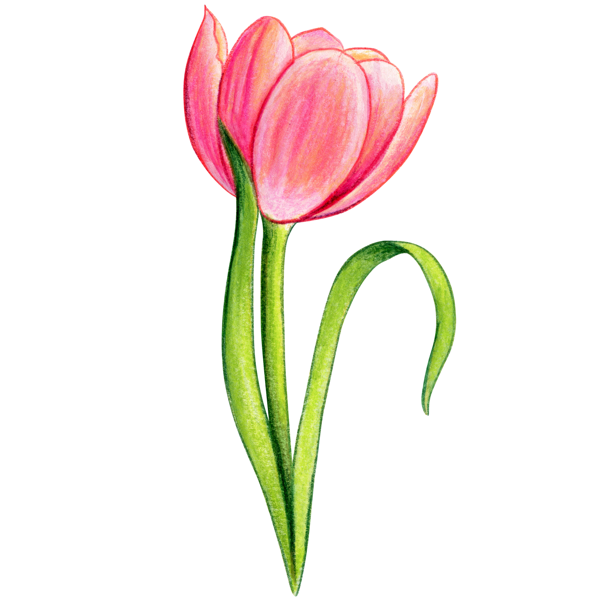 Free watercolor hand drawn colorful tulip 21383956 PNG with Transparent ...