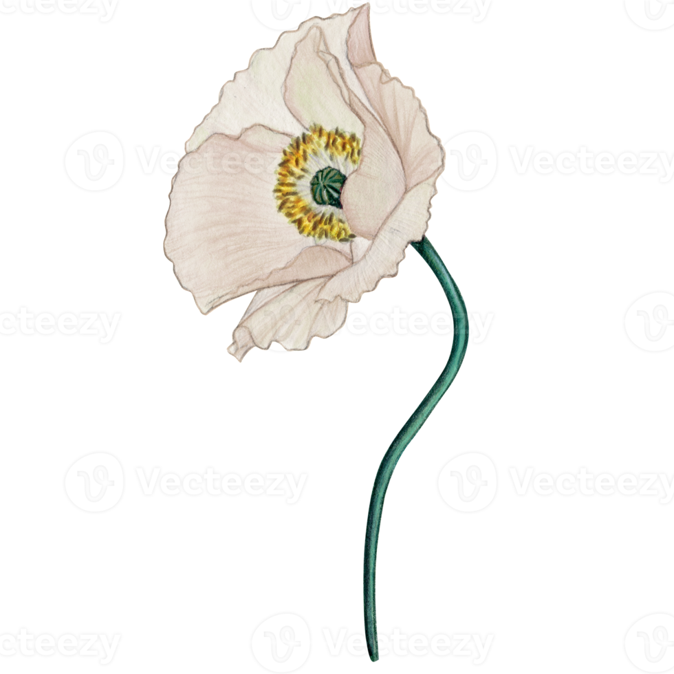watercolor hand drawn pastel poppy flower png