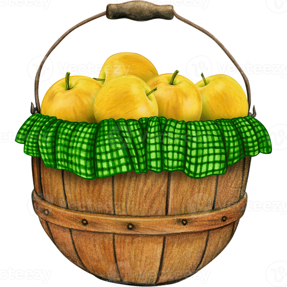 watercolor hand drawn realistic apples png
