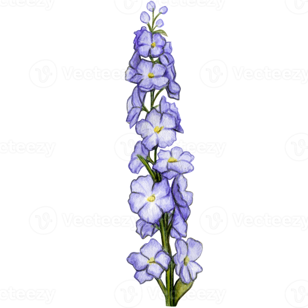 watercolor hand drawn delphinium flower branch png