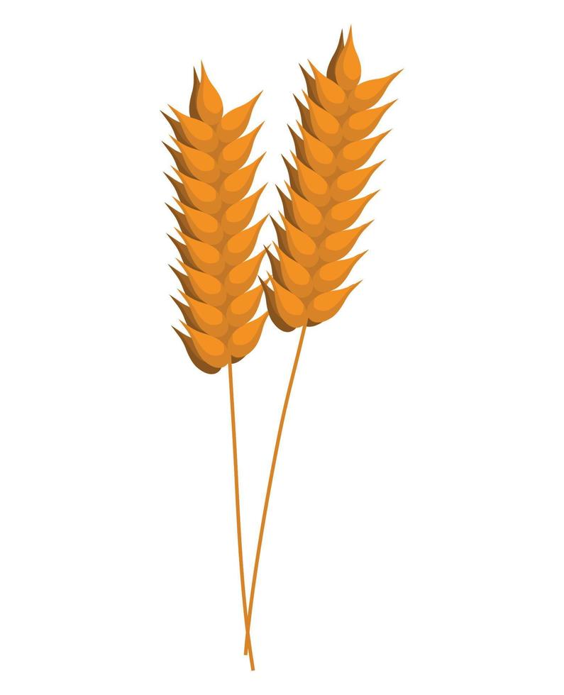 pair of barley vector