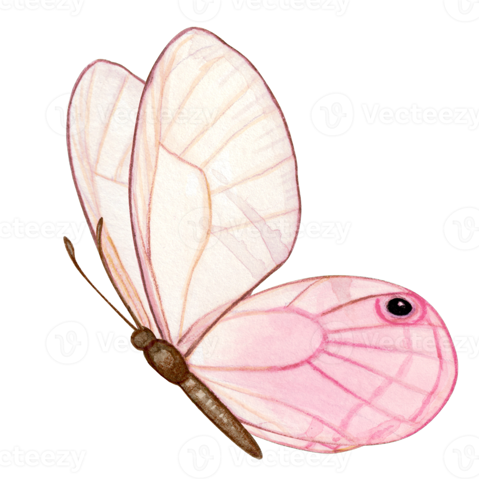 Watercolor hand drawn butterfly png