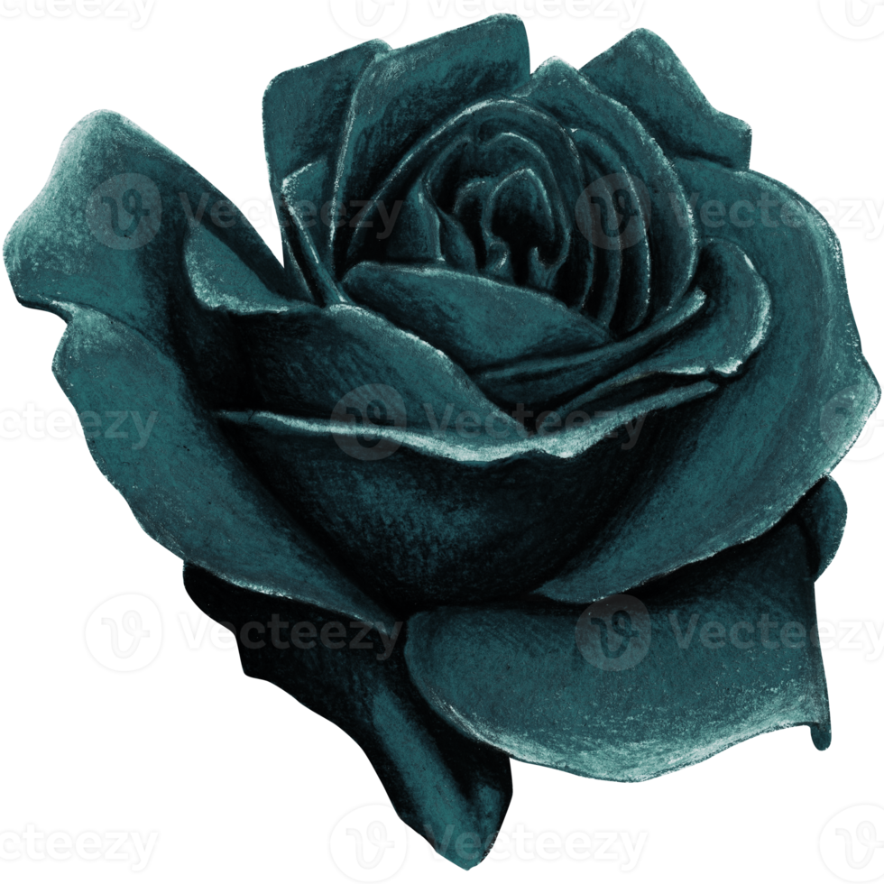 watercolor hand drawn realistic black rose png