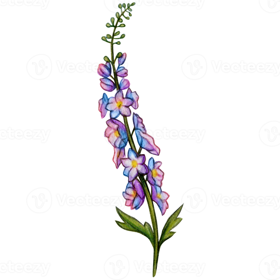 watercolor hand drawn delphinium flower branch png