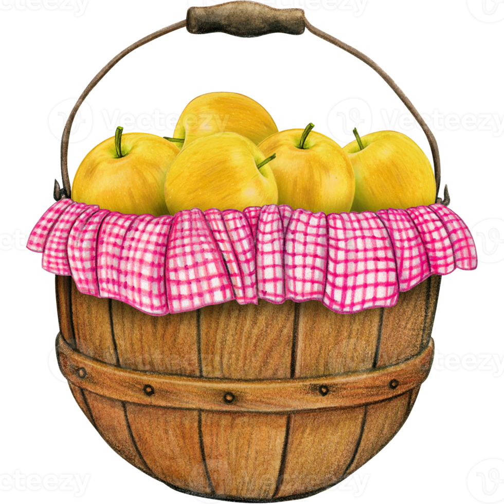 watercolor hand drawn realistic apples png