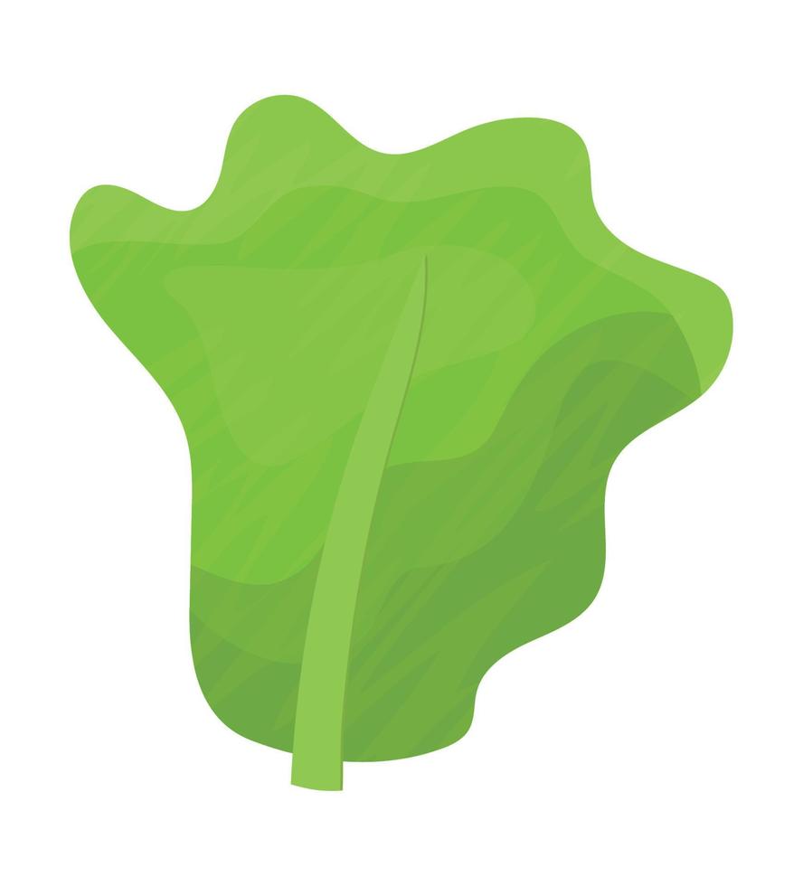 lettuce leaf illustration vector