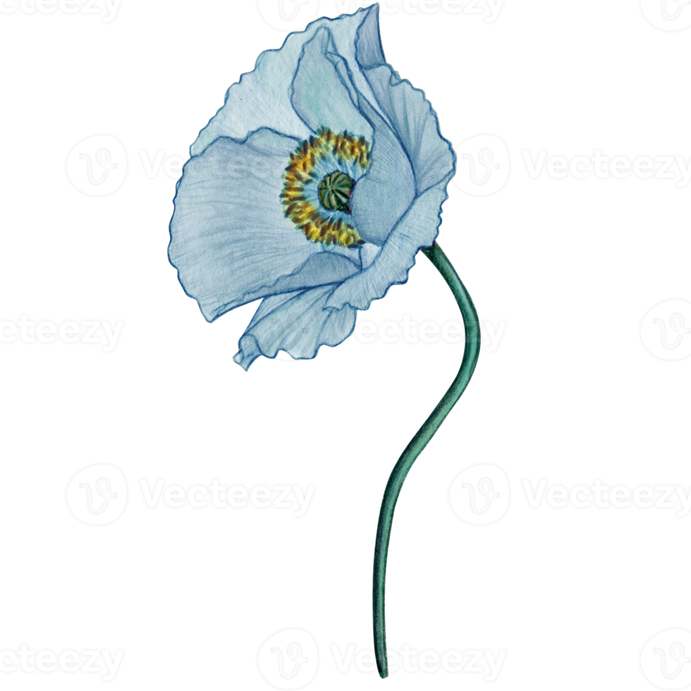 watercolor hand drawn pastel poppy flower png