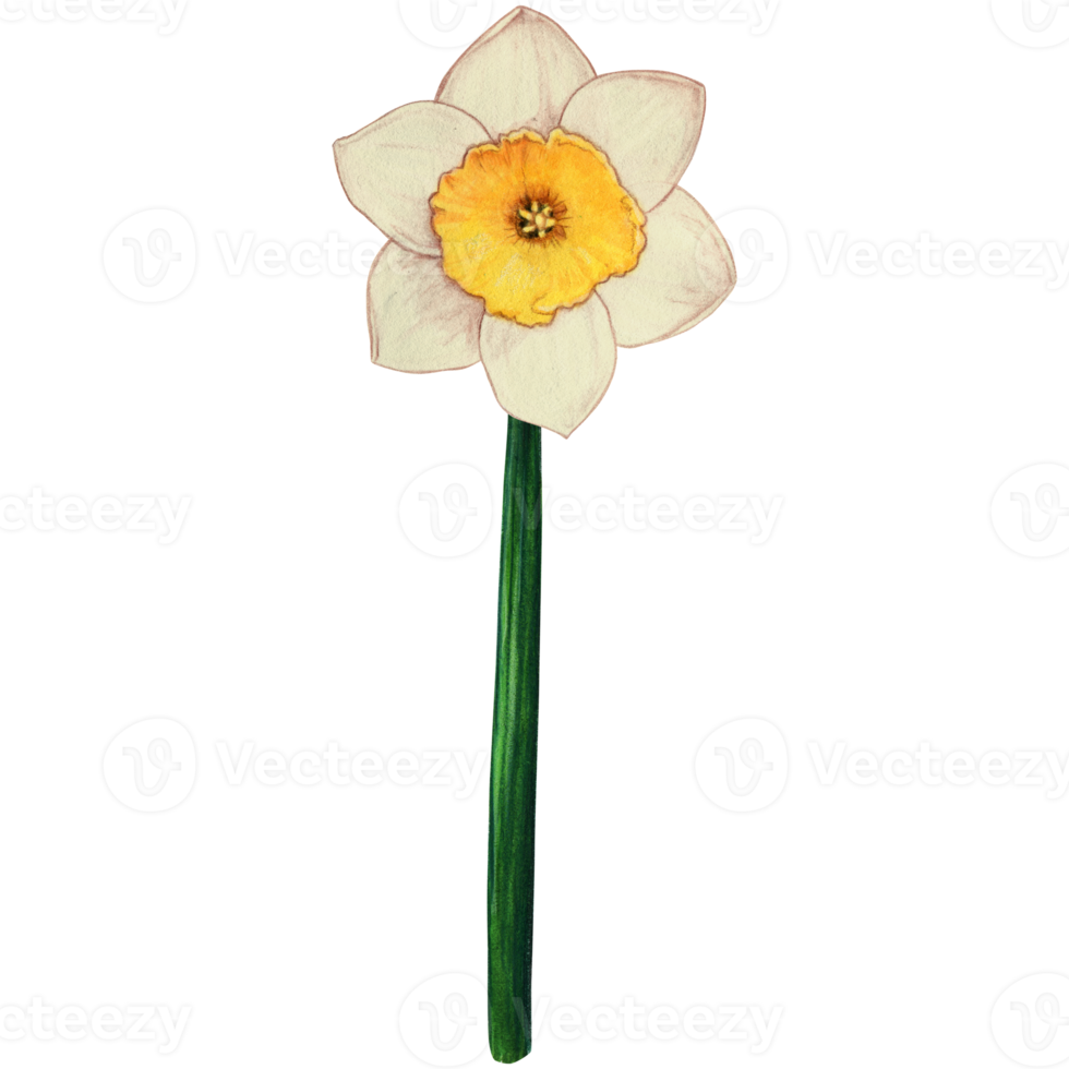 Free Watercolor hand drawn yellow daffodil flower 21386886 PNG with Transparent Background