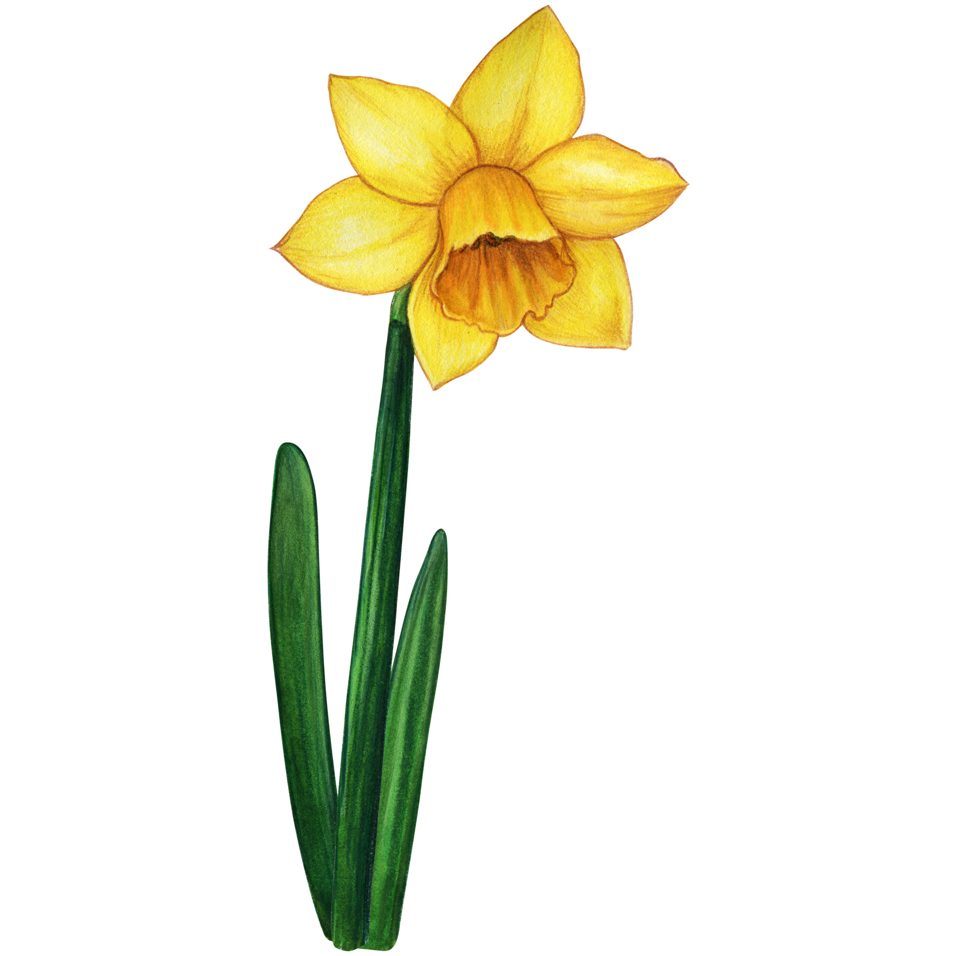 Watercolor hand drawn yellow daffodil flower 21386911 PNG