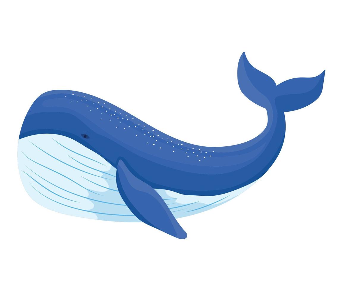 big blue whale vector