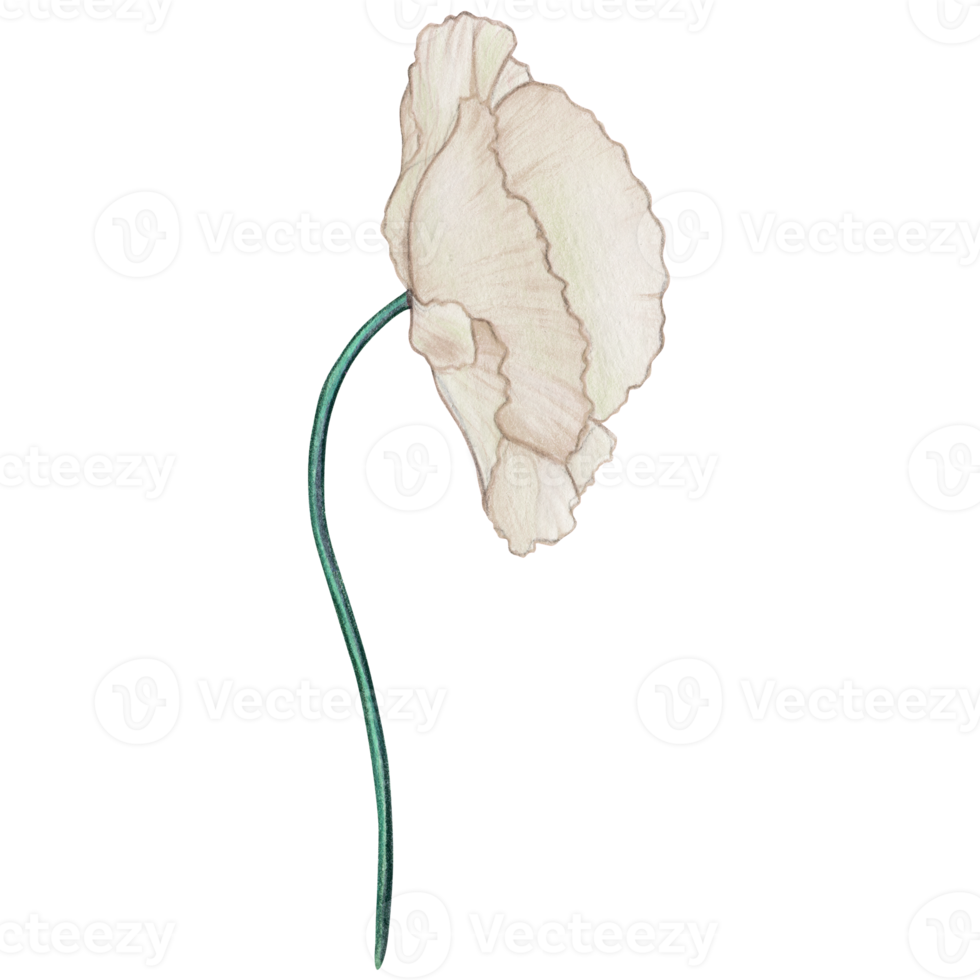 watercolor hand drawn pastel poppy flower png