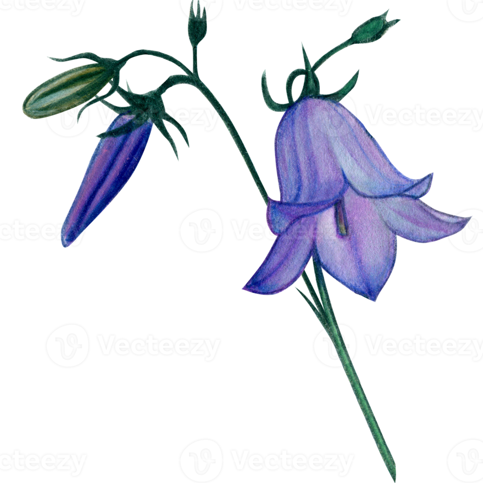 watercolor hand drawn harebell flowers png