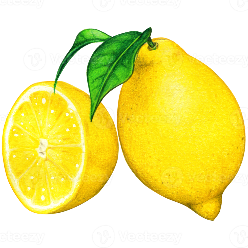 Watercolor lemon illustration isolated png