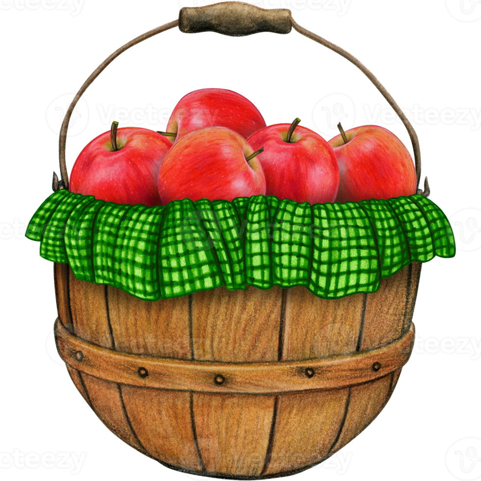 watercolor hand drawn realistic apples png