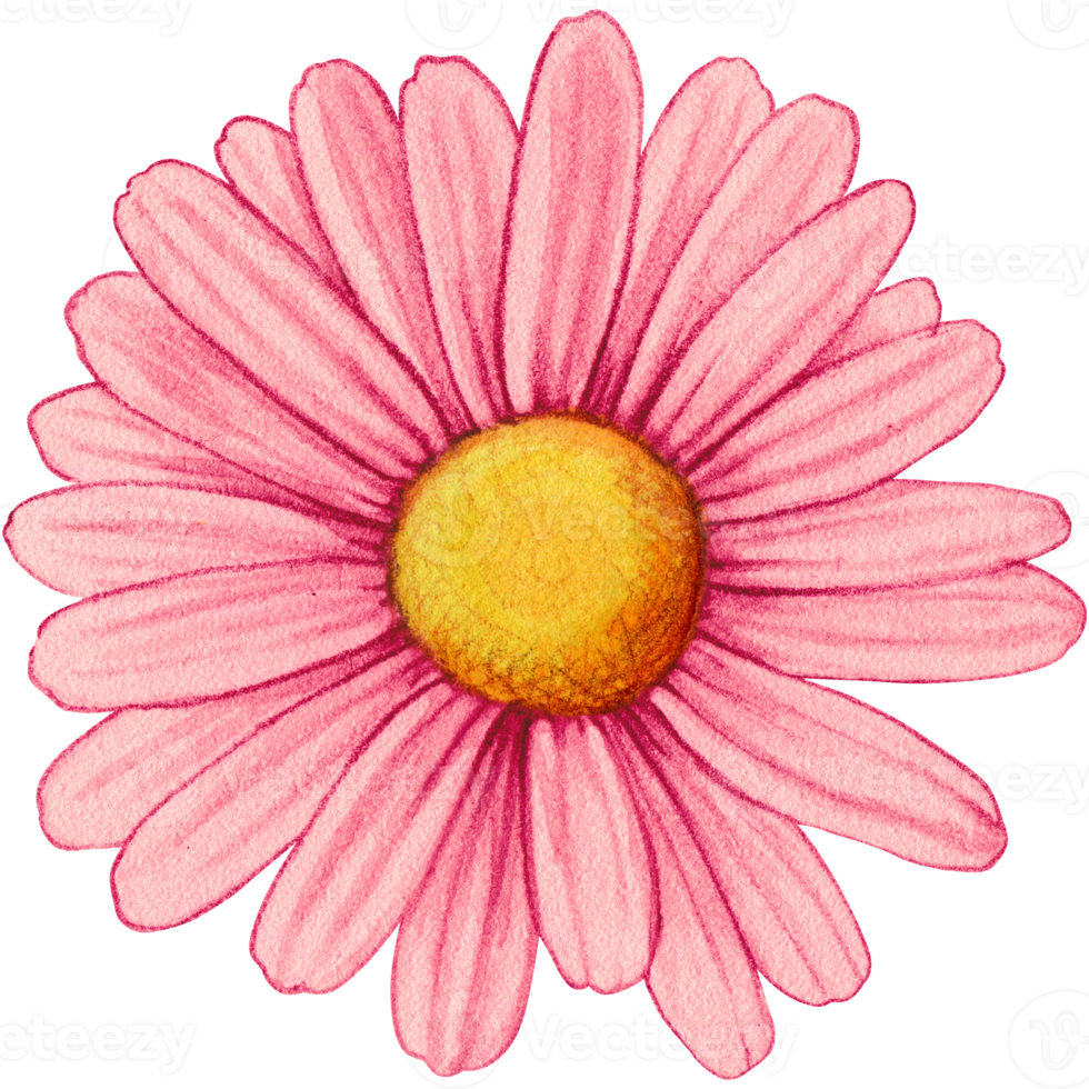 watercolor hand drawn colorful daisy flower png