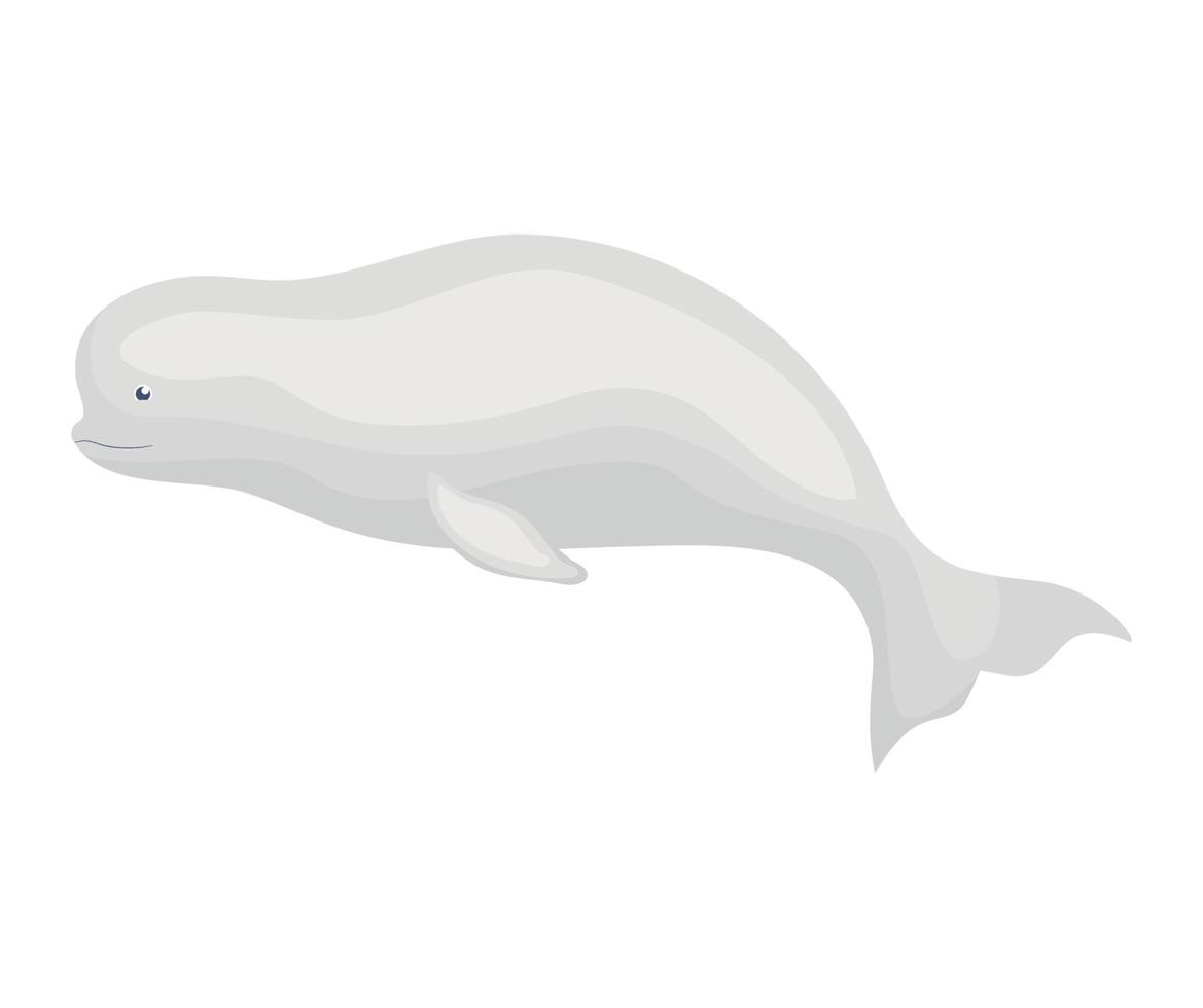 gray beluga icon vector