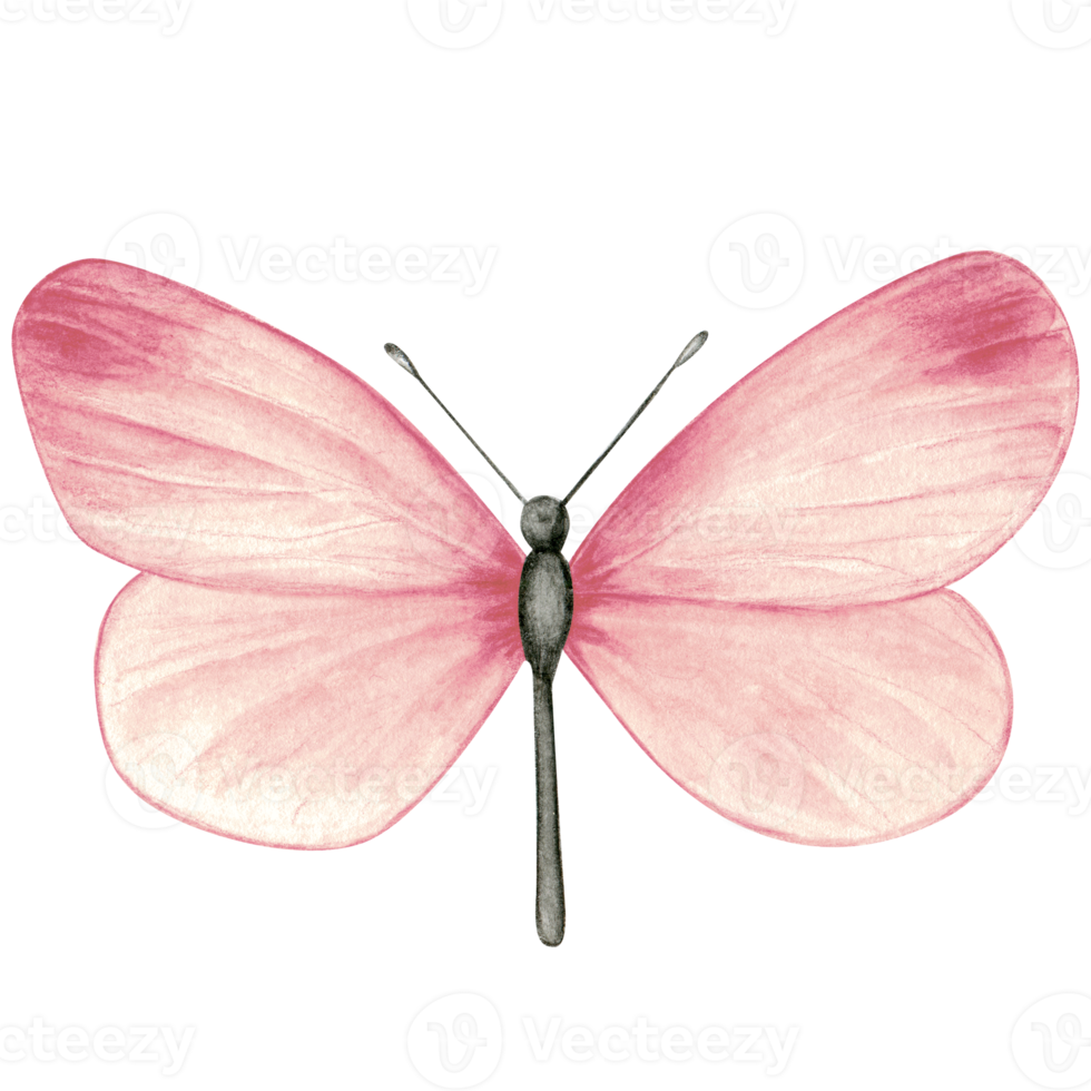 Watercolor hand drawn butterfly png