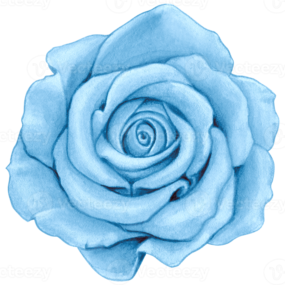 watercolor realistic rose hand drawn png