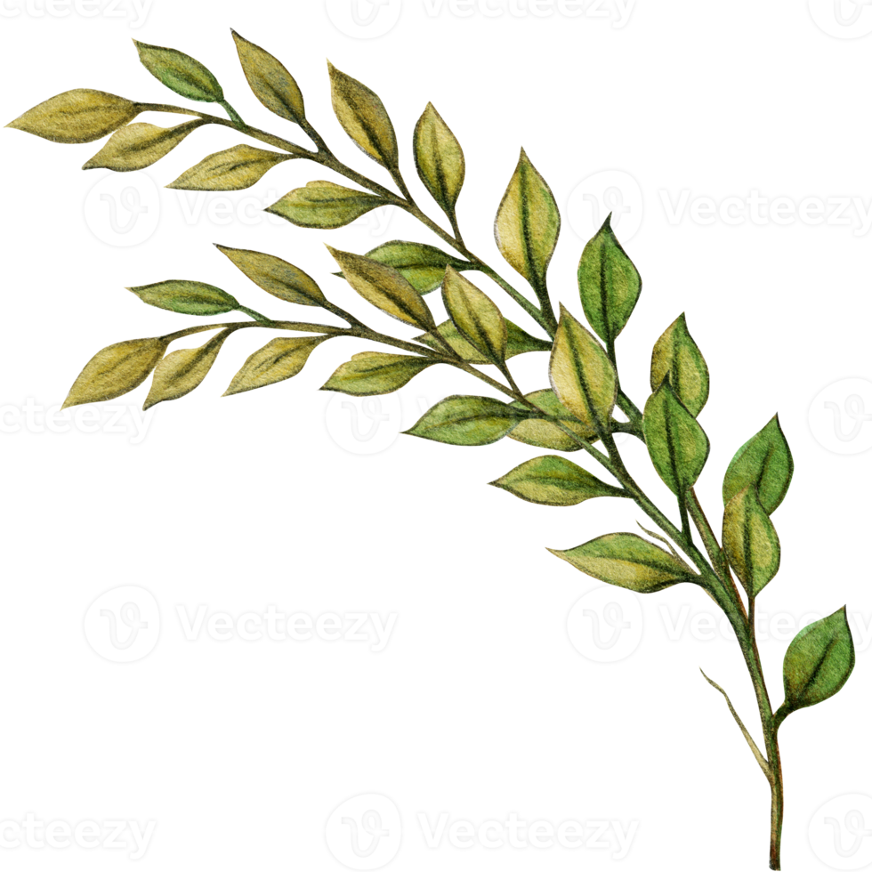 watercolor hand drawn decorative greenery element png