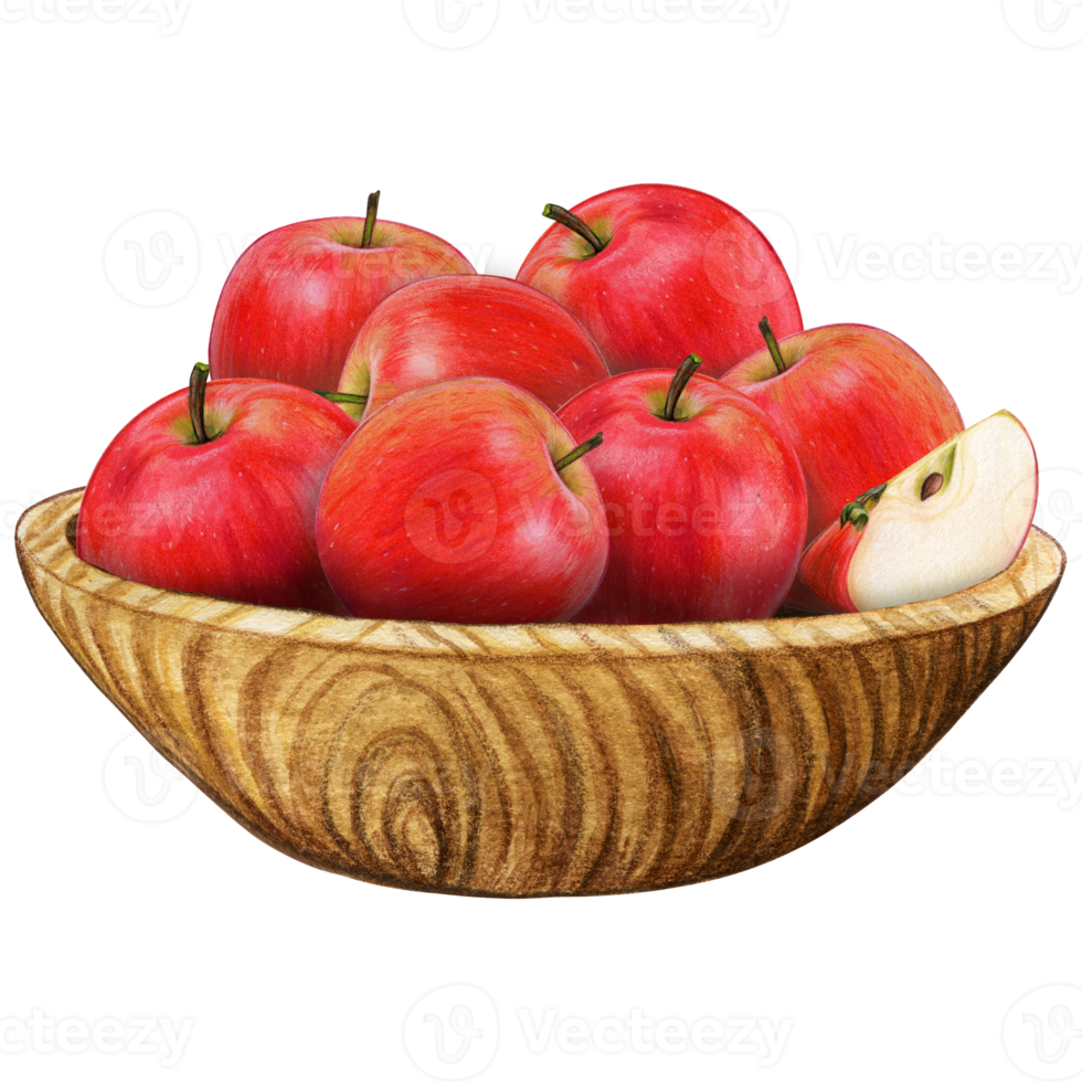 watercolor hand drawn realistic apples png