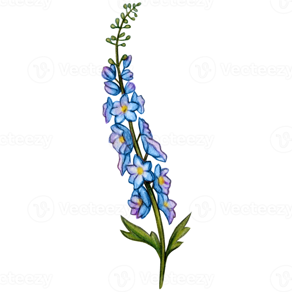watercolor hand drawn delphinium flower branch png