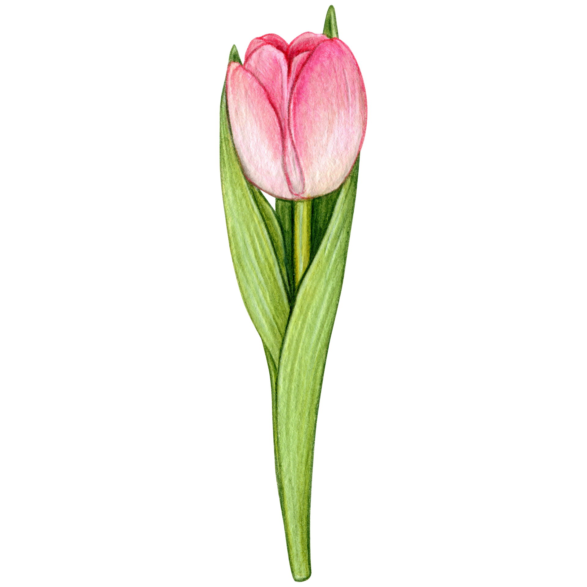 Free watercolor hand drawn colorful tulip 21387706 PNG with Transparent ...