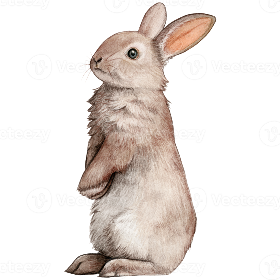 Watercolor and drawn realistic bunny png