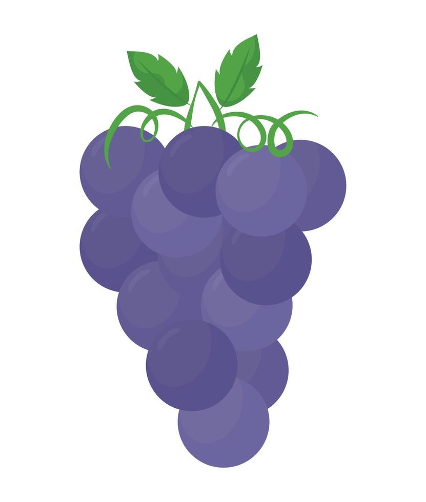 purple grapes design vector