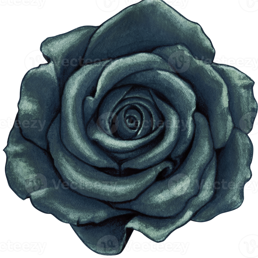 watercolor hand drawn realistic black rose png