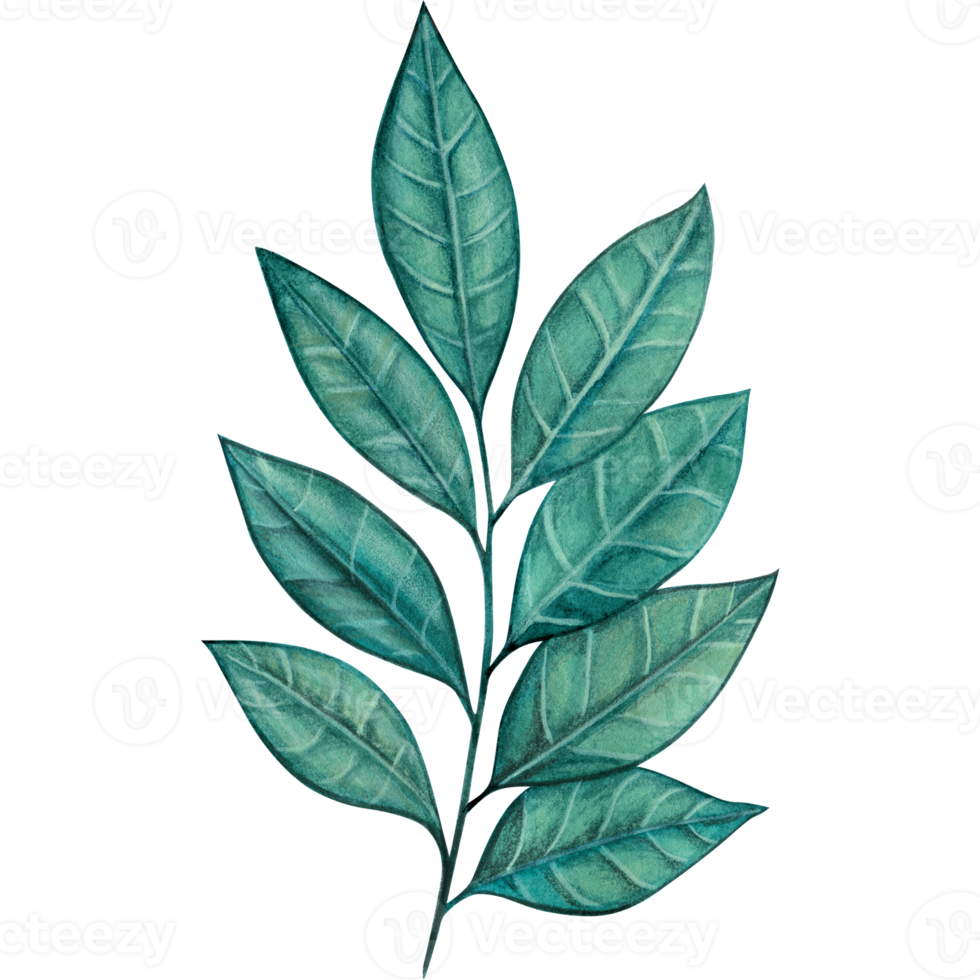 watercolor green leaves decoration 21388242 PNG