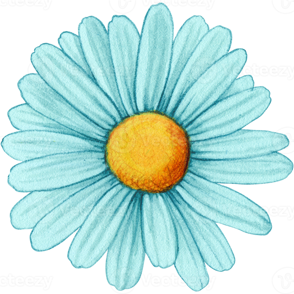 watercolor hand drawn colorful daisy flower png