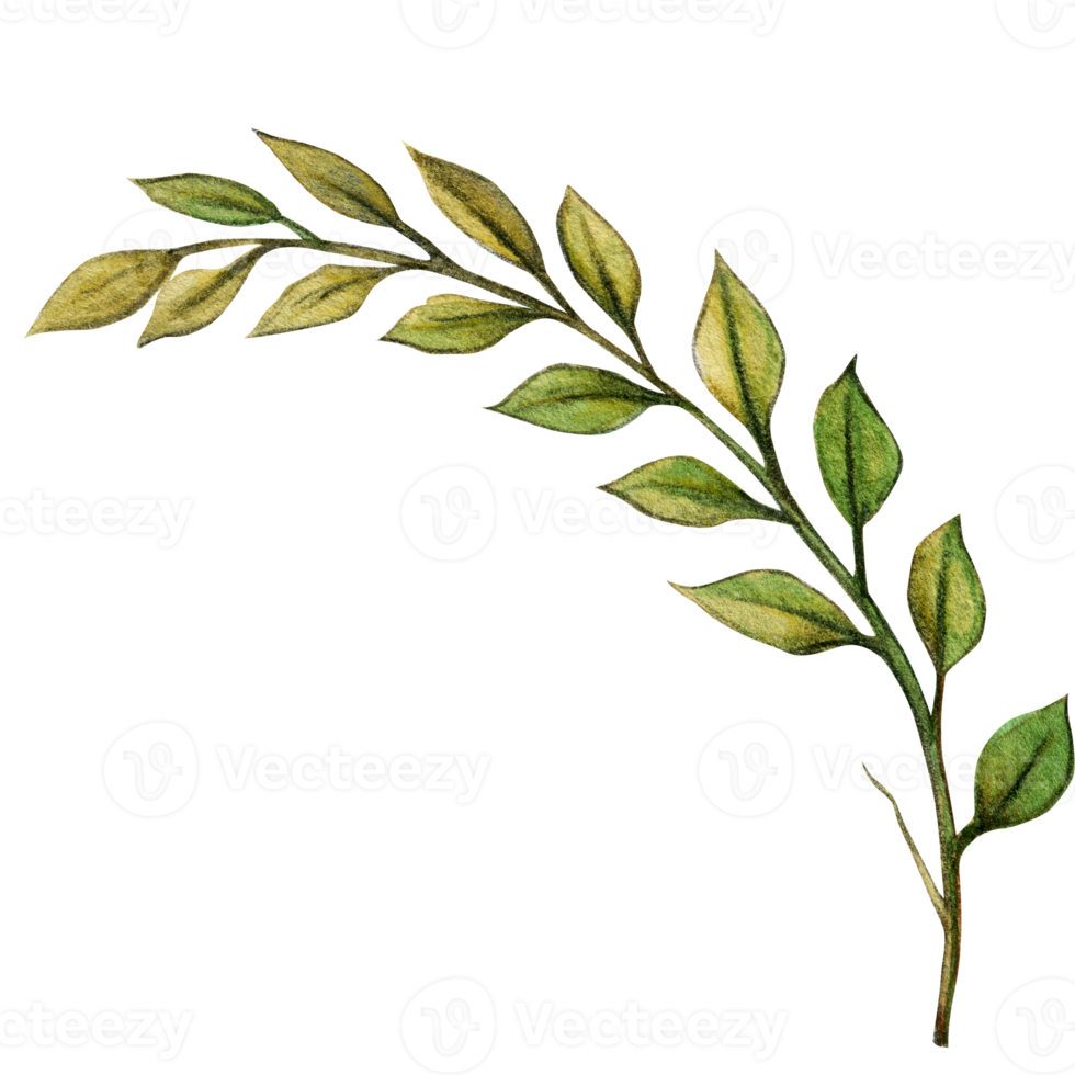 watercolor hand drawn decorative greenery element png