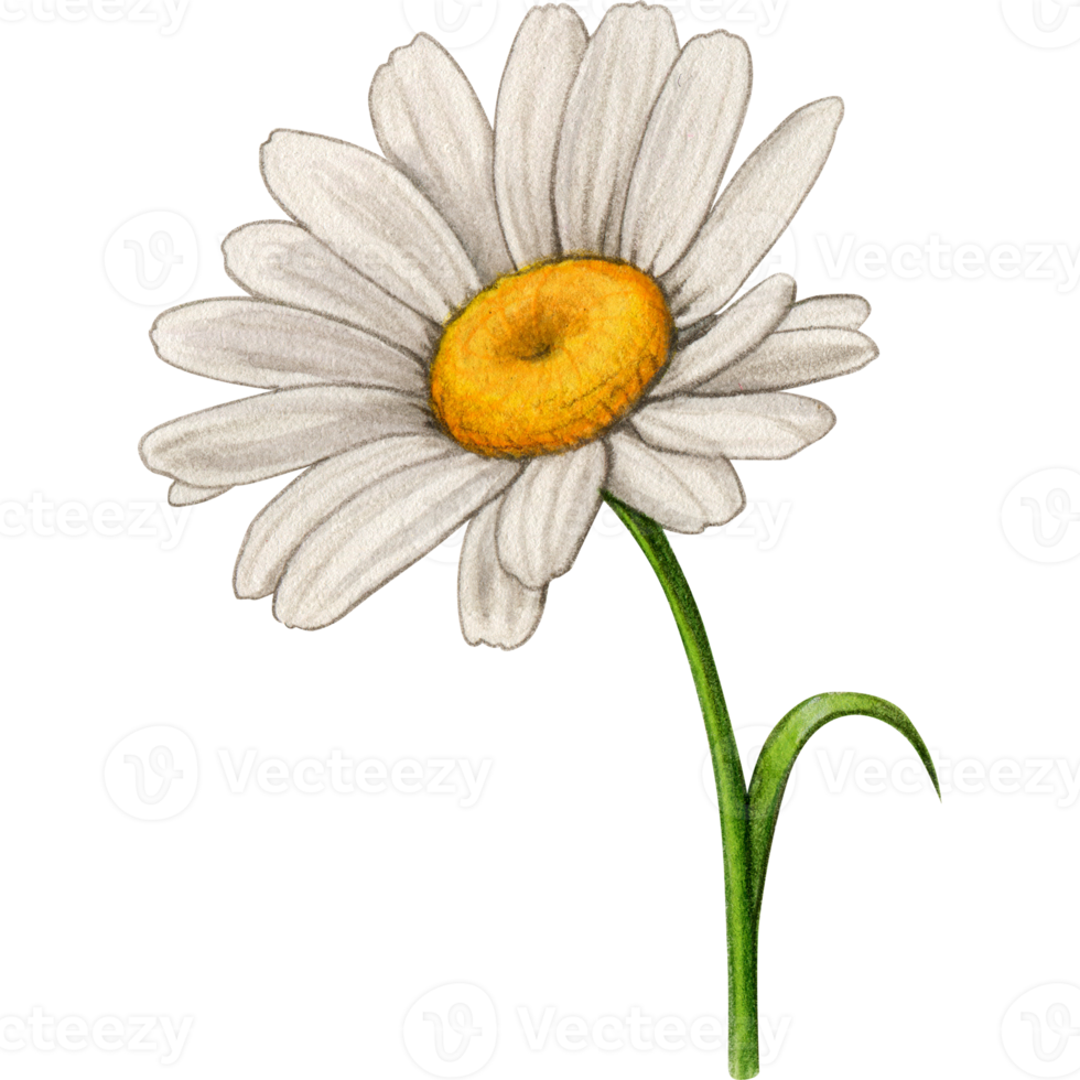 vattenfärg realistisk daisy png