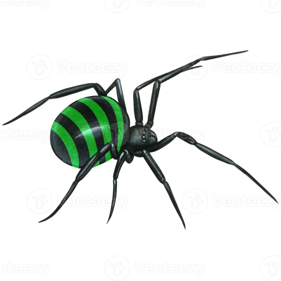 Aquarell Hand gezeichnet realistisch giftig Spinne png