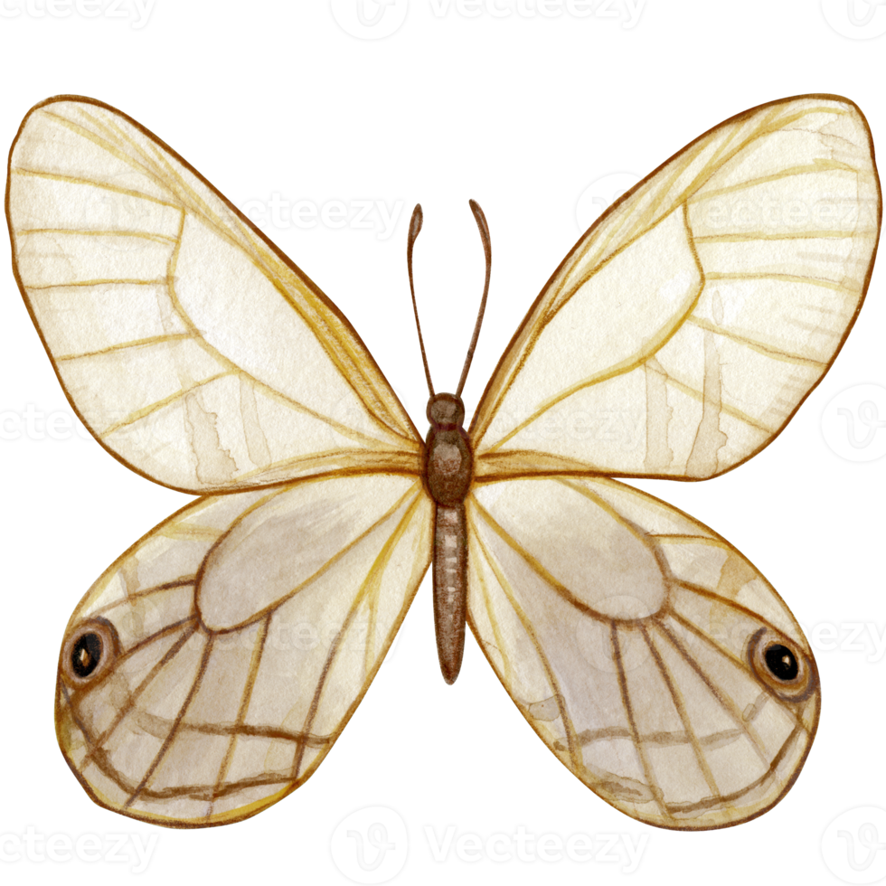 aquarelle main tiré papillon png